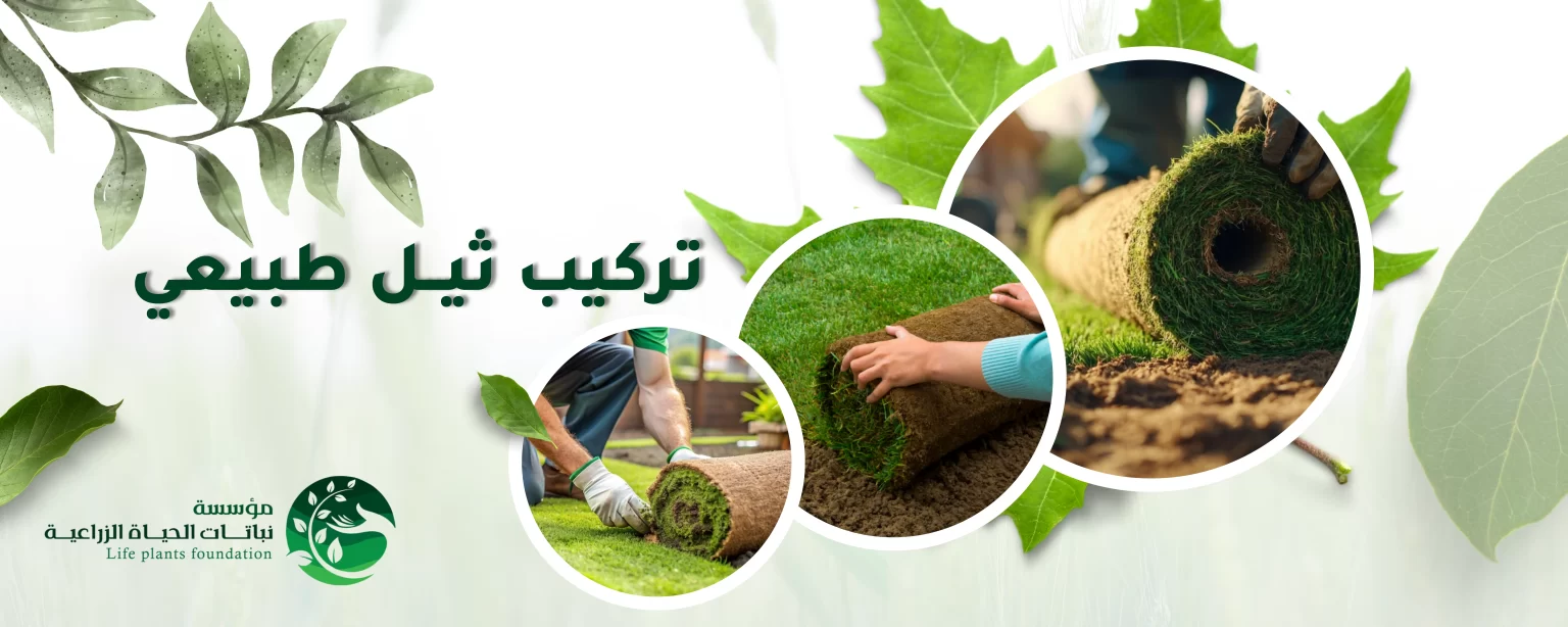 تركيب الثيل الطبيعى