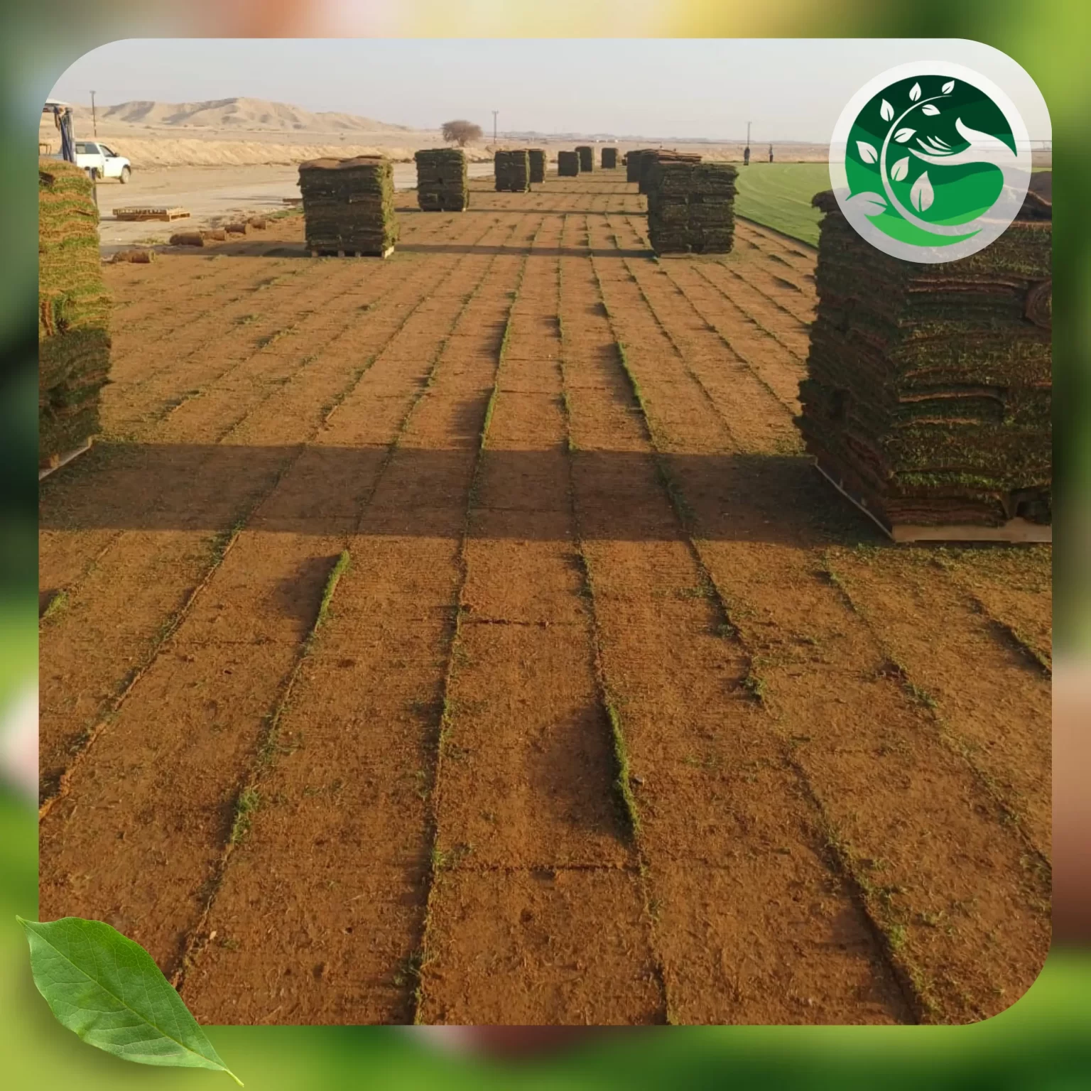 توريد وتركيب ثيل طبيعى 3