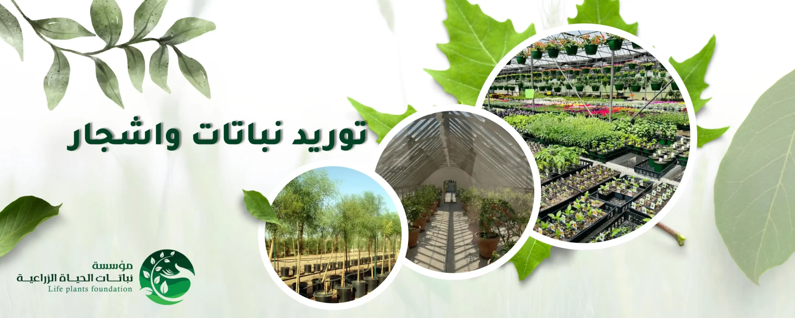 طلب توريد نباتات وأشجار - مؤسسة نباتات الحياة الزراعية