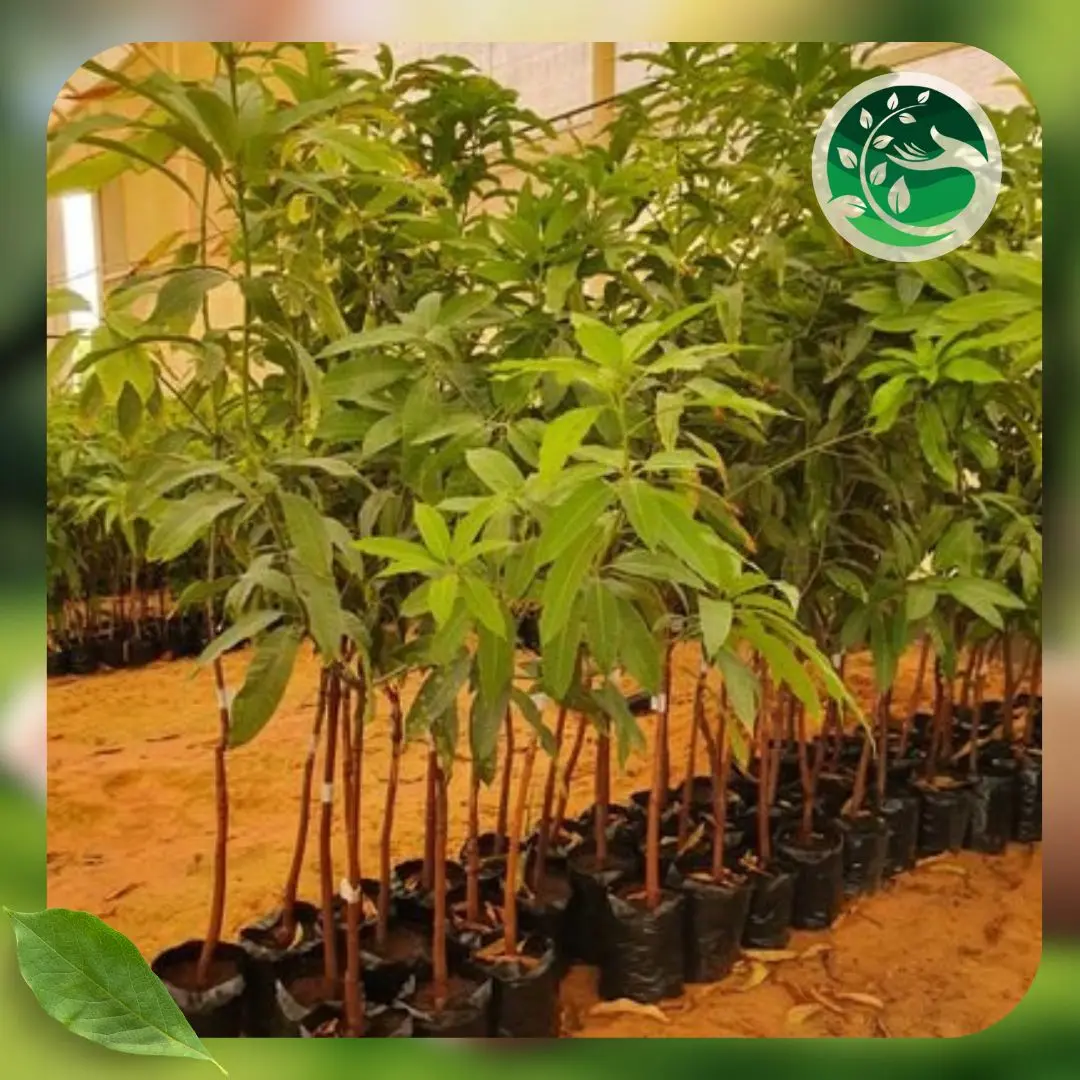 توريد الزرع الخارجي