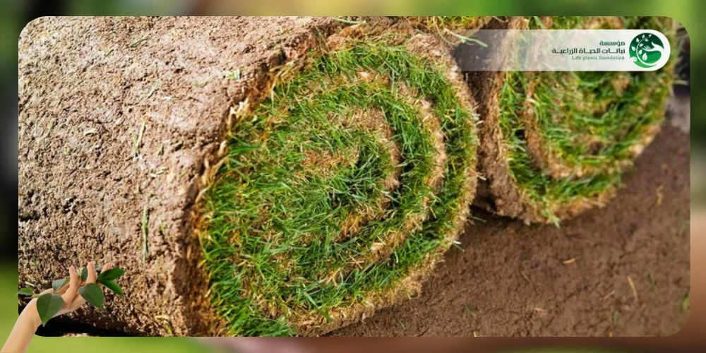 الثيل الطبيعي 1