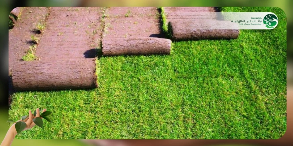 الثيل الطبيعي 2