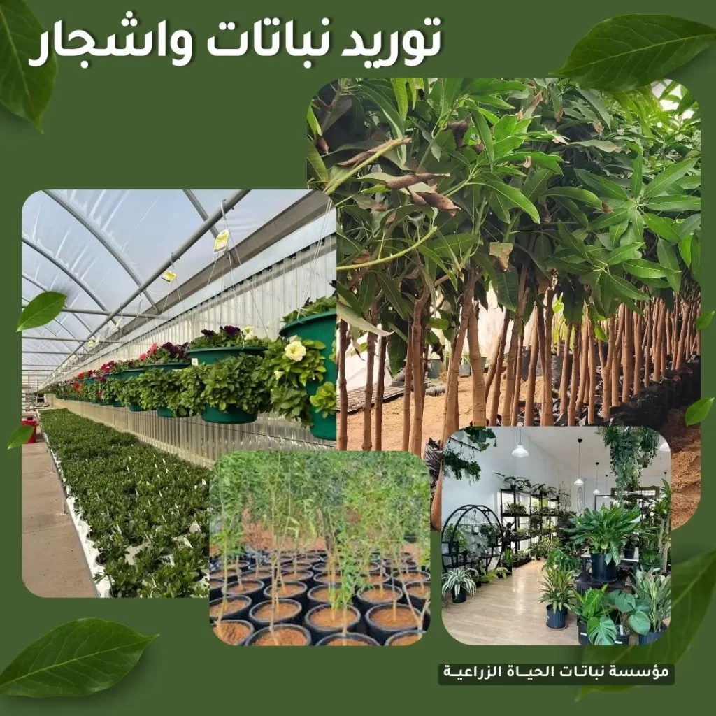 توريد نباتات واشجار وزراعة