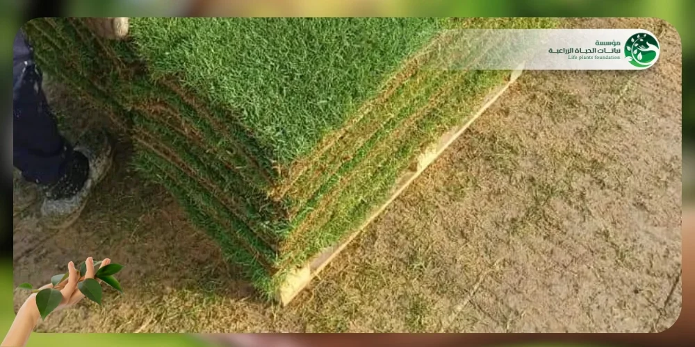 الثيل الطبيعي الياباني 2