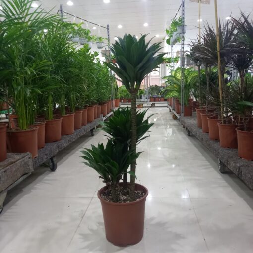 الدراسينا كومباكتا ٢