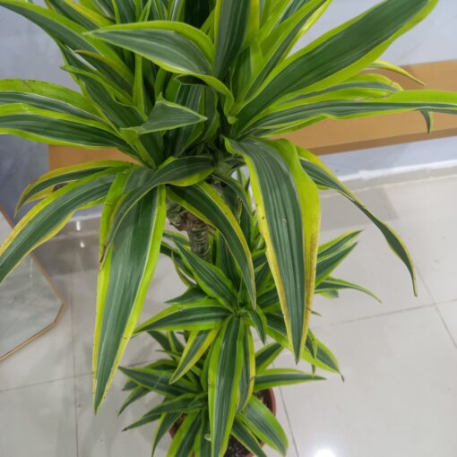 الدراسينا ليمون لايم ٢