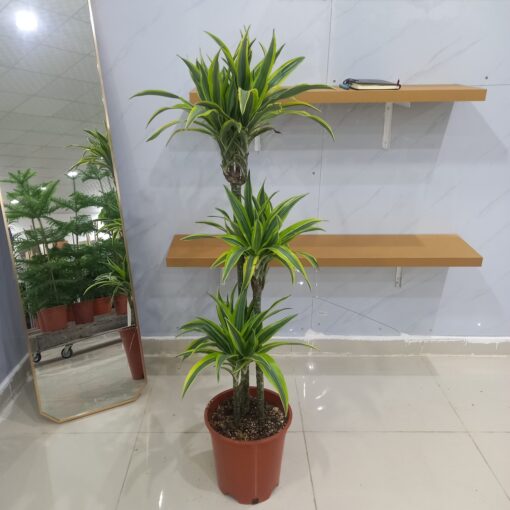 الدراسينا ليمون لايم