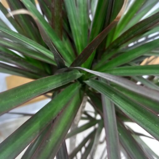 الدراسينا مارجيناتا ٢