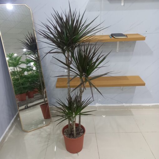 الدراسينا مارجيناتا