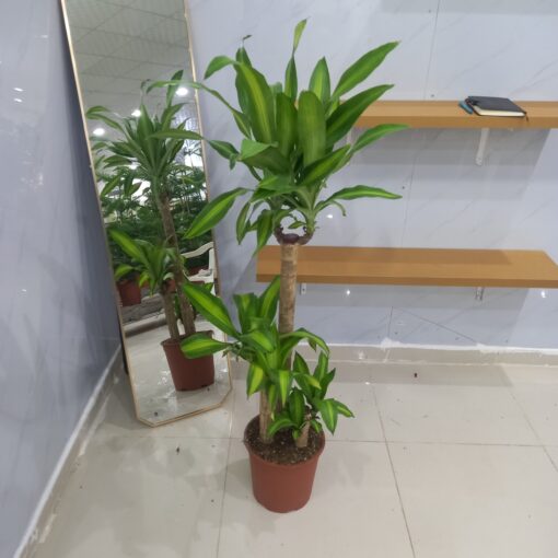 الدراسينا ماسنجانا