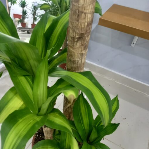 الدراسينا ماسنجانا ٢