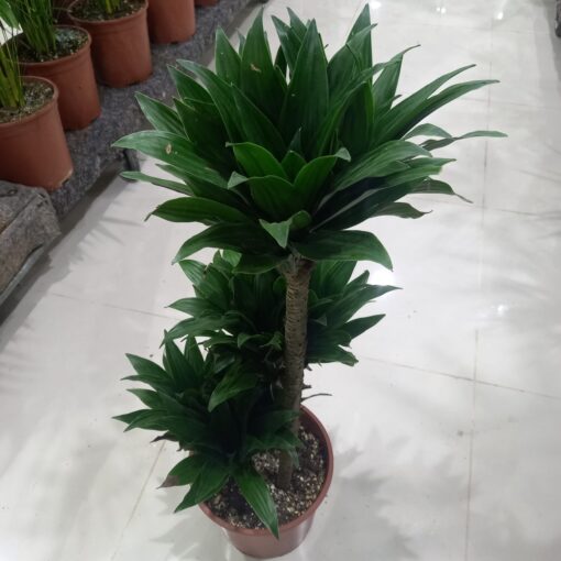 الدراسينا كومباكتا