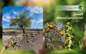 شجر السدر 1