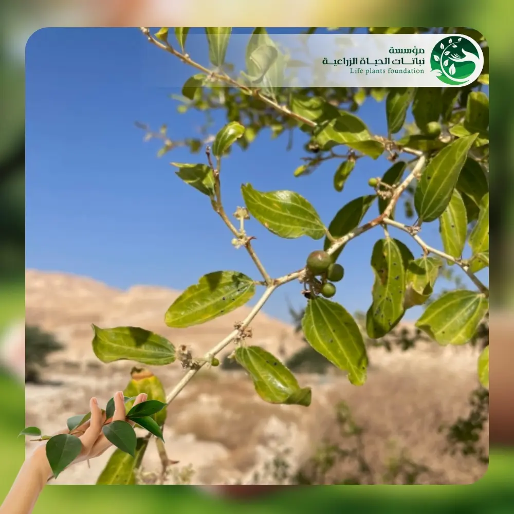 شجر السدر 2