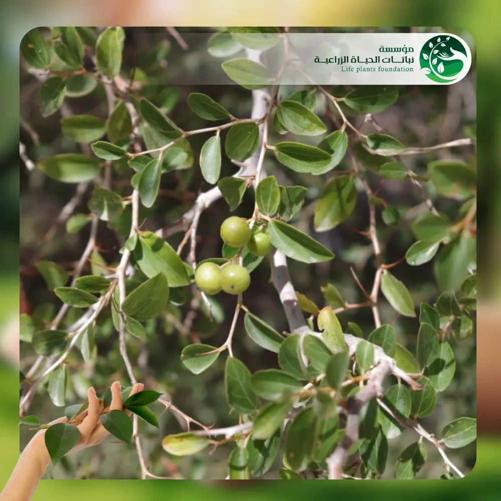 شجر السدر 3