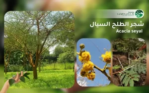 شجر الطلح السيال 1