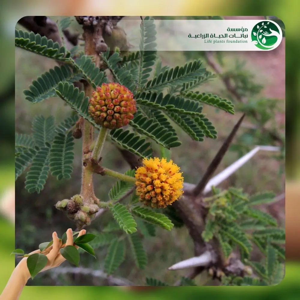 شجر الطلح السيال 2