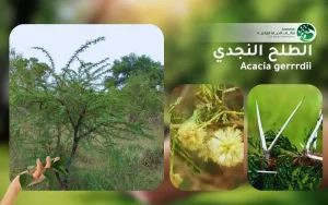 شجر الطلح النجدي 4