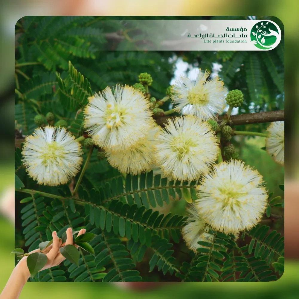 شجر الطلح النجدي