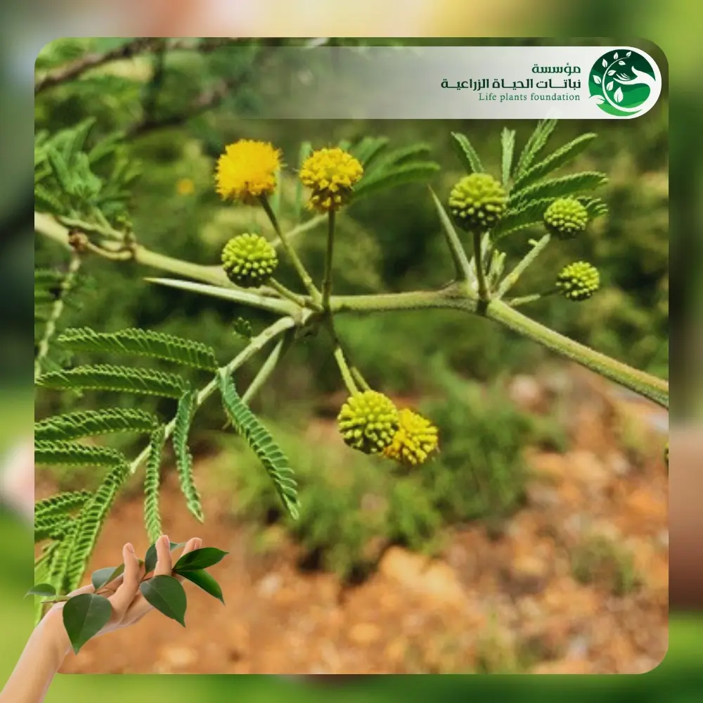 شجر الطلح، السنط النيلي 2