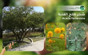 شجر طلح الفتنة 1