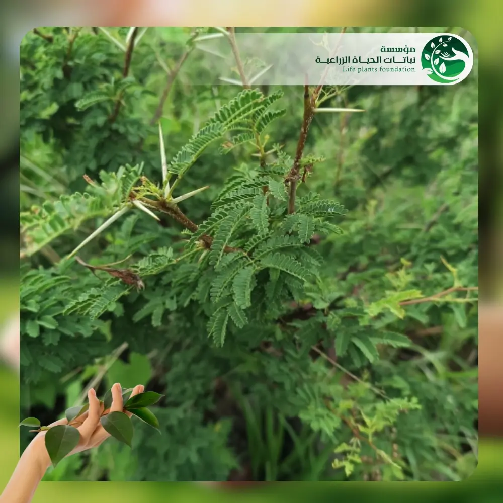 شجر طلح الفتنة 2