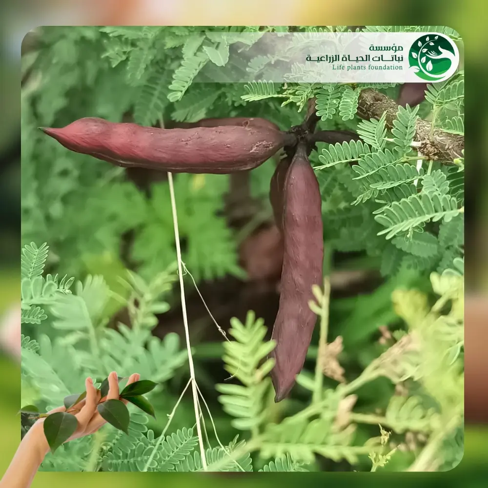 شجر طلح الفتنة 3