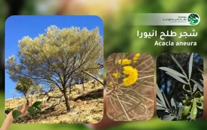 شجر طلح انيورا 1