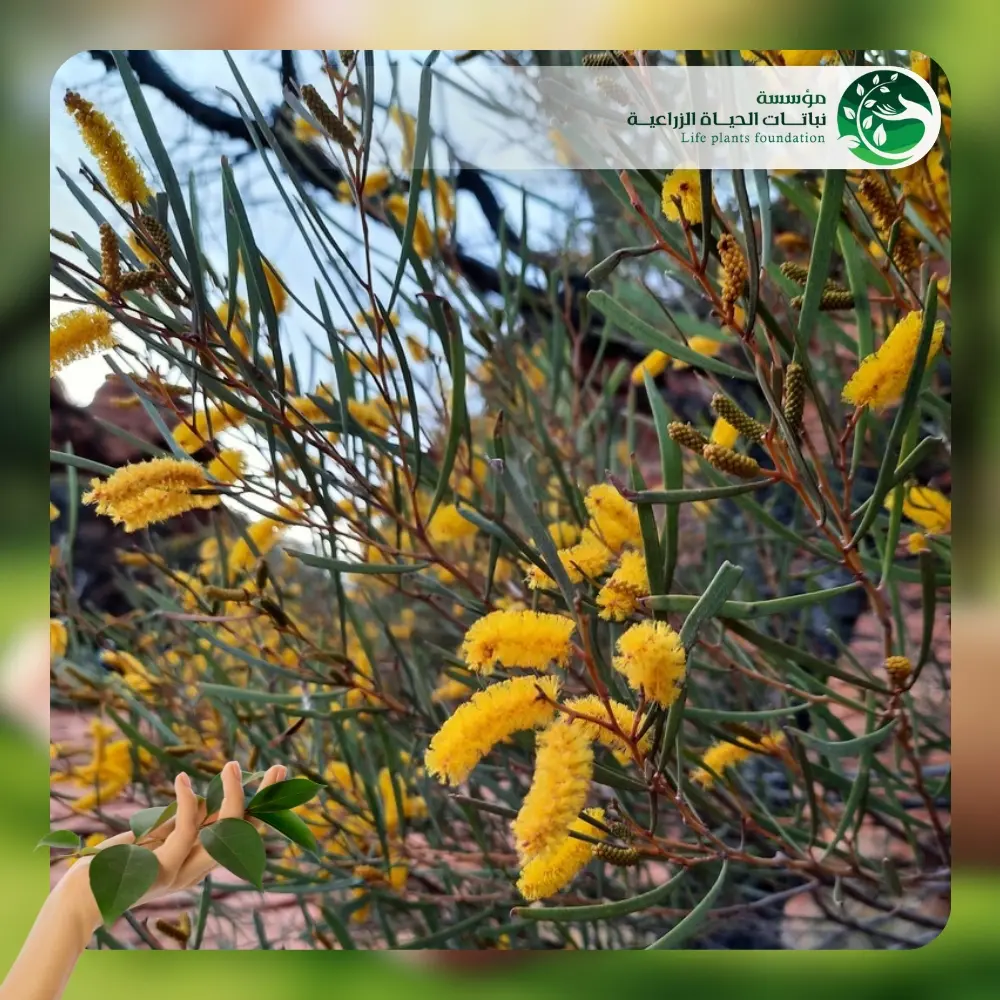 شجر طلح انيورا 2