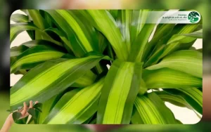 نبات الدراسينا 4