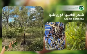 شجر أكاسيا كورياشيا 1