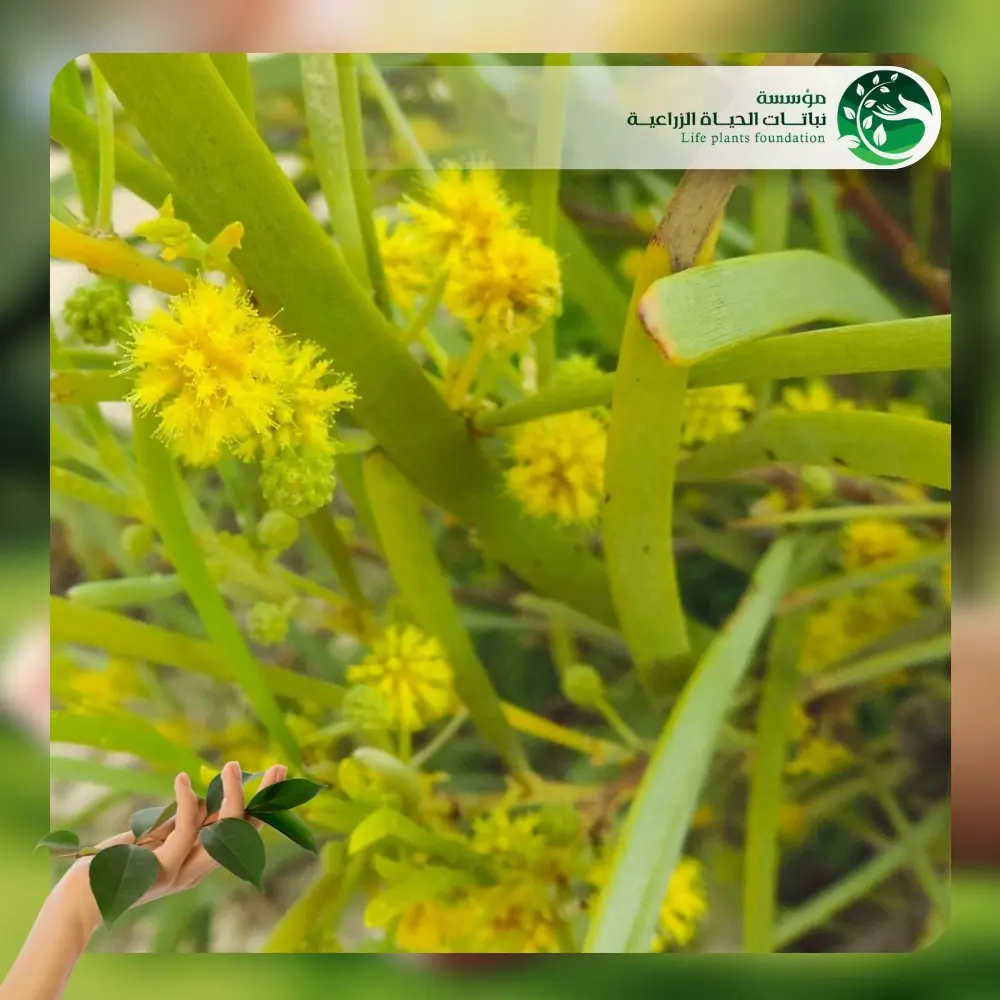 شجر أكاسيا كورياشيا 2