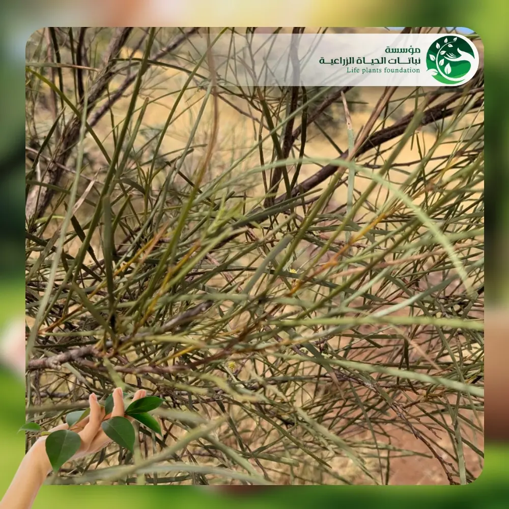 شجر أكاسيا كورياشيا 3