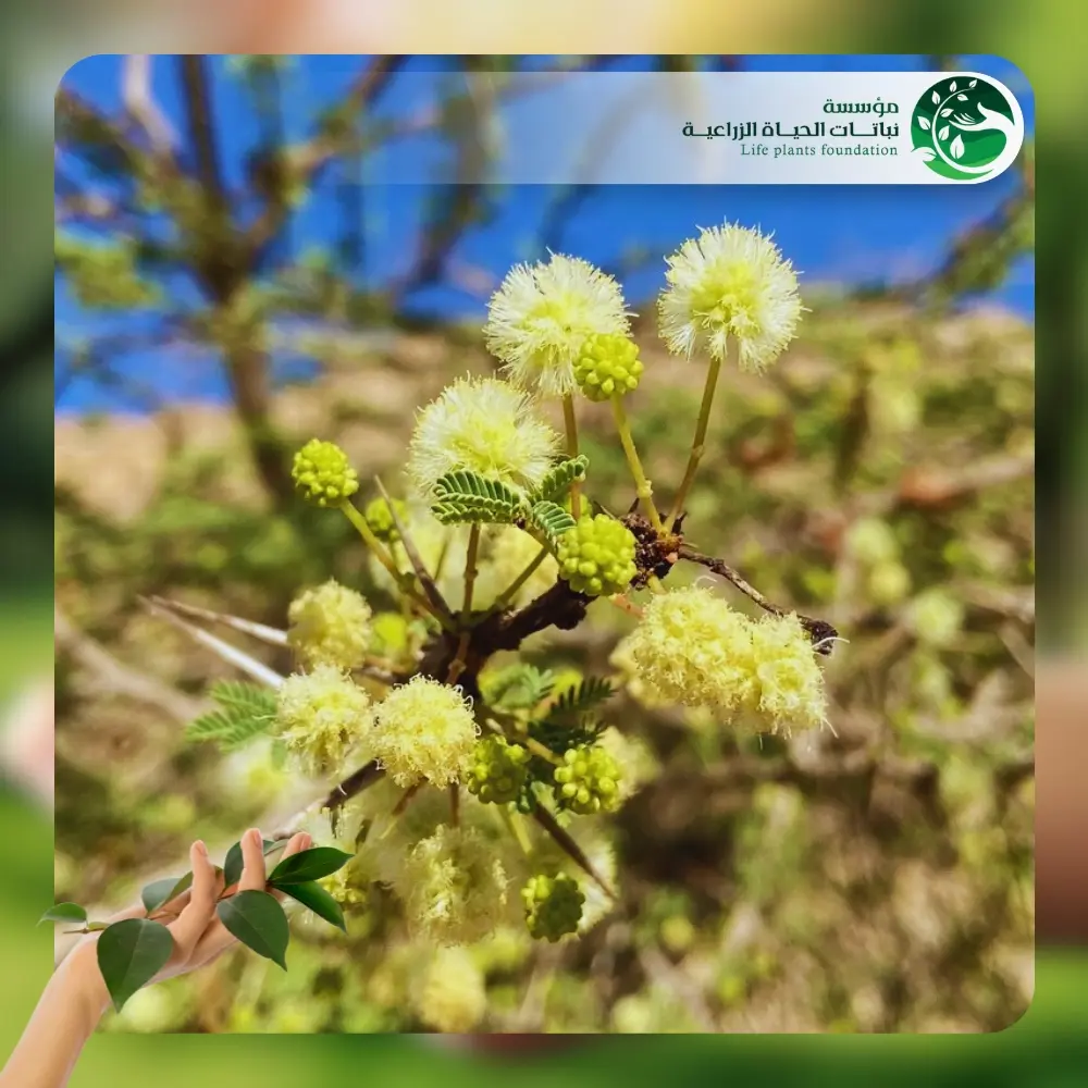 شجر الأكاسيا الراديانا 2