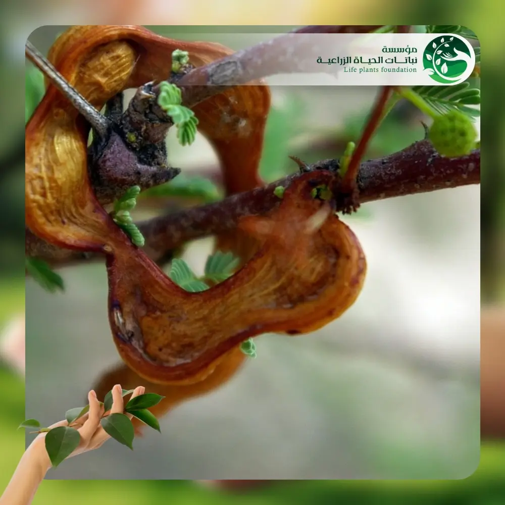 شجر الأكاسيا الراديانا 3