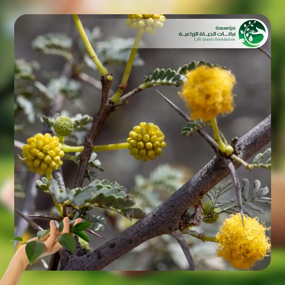شجر السلم 2