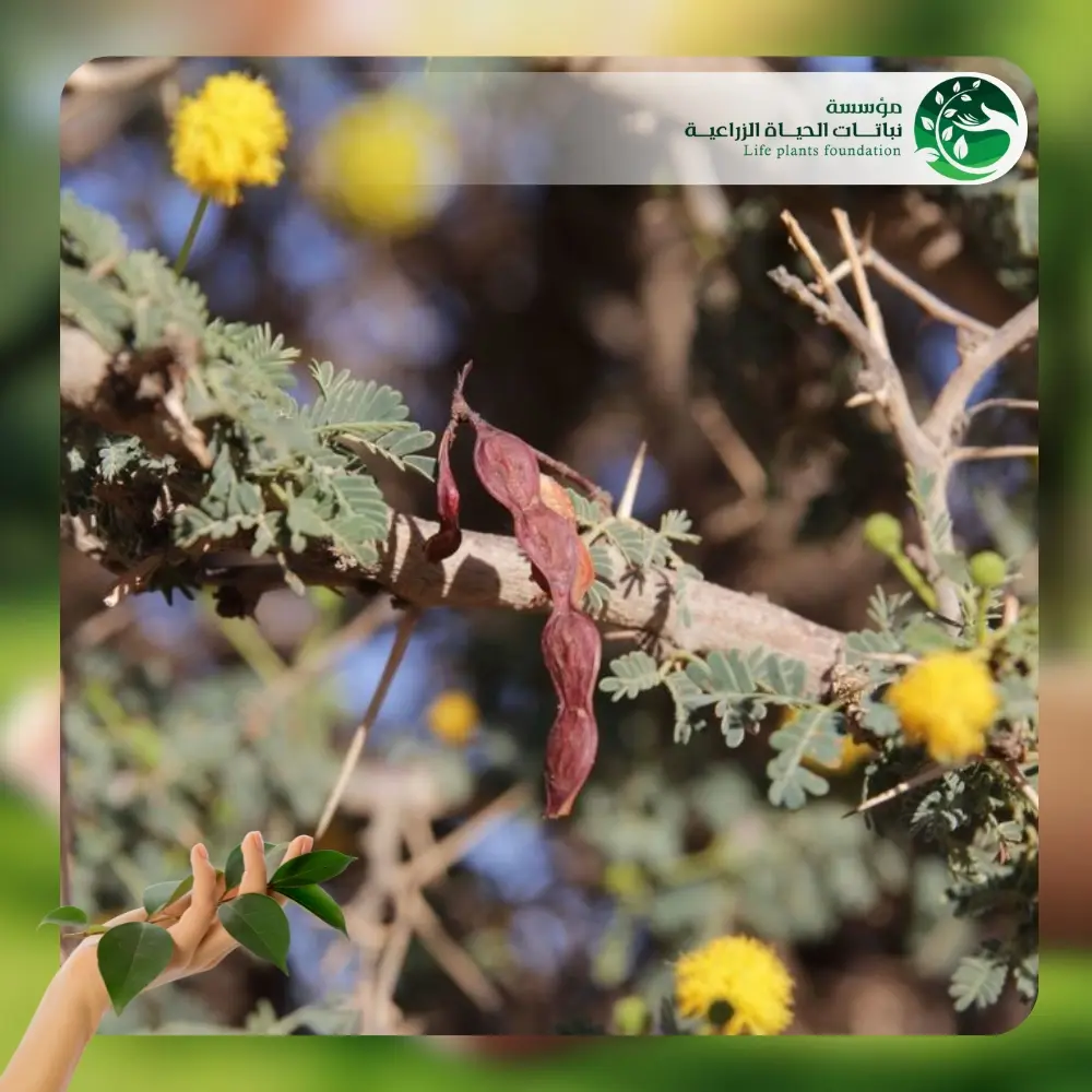 شجر السلم 3