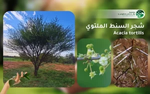 شجر السنط الملتوي 1