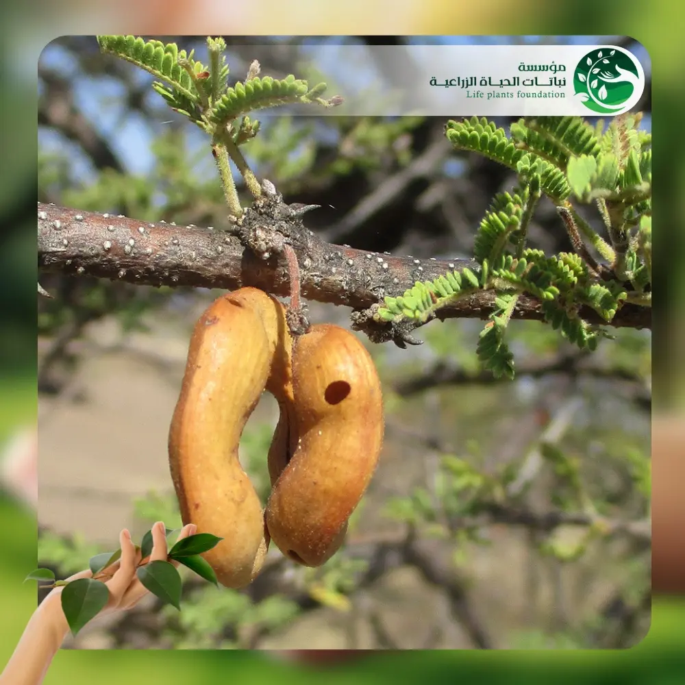 شجر السنط الملتوي 2