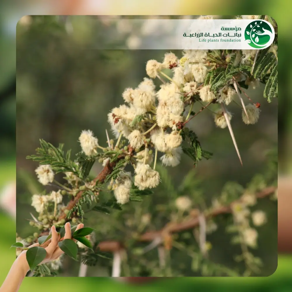 شجر السنط الملتوي 3