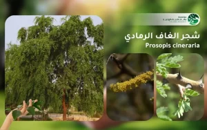 شجر الغاف الرمادي 1