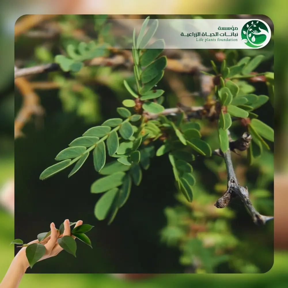شجر الغاف الرمادي 2