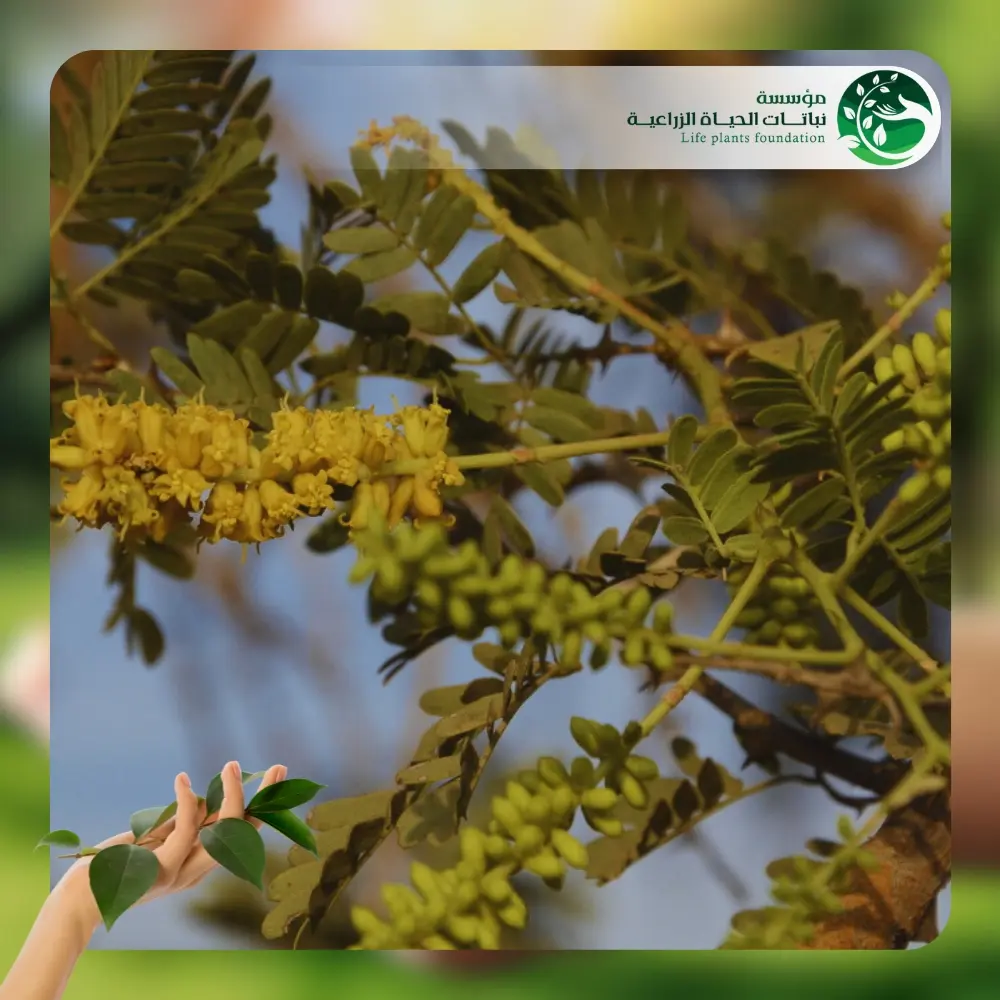 شجر الغاف الرمادي 3