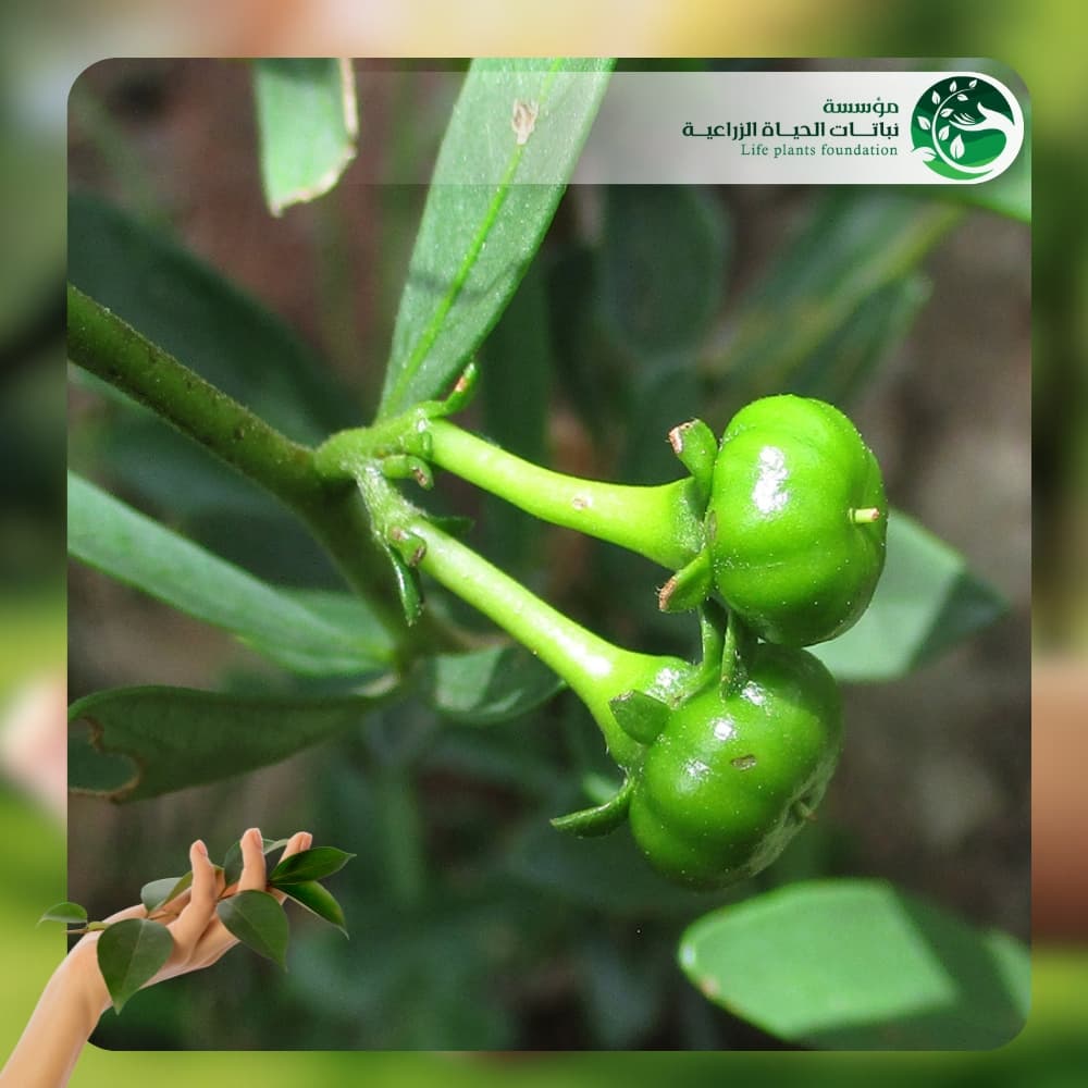 شجر الزنزلخت 3