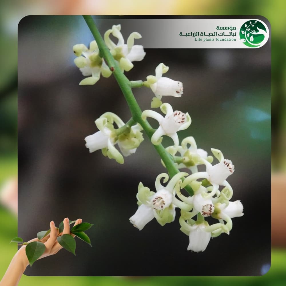 شجر الزنزلخت2