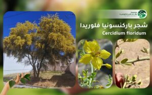 شجر باركنسونيا فلوريدا 1