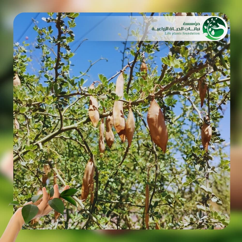 شجر باركنسونيا فلوريدا 2