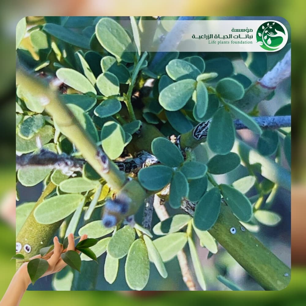 شجر باركنسونيا فلوريدا 3