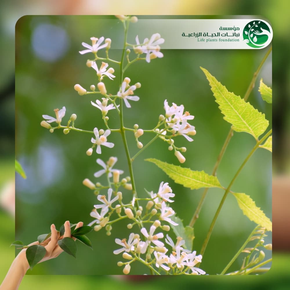 شجر نيم شائع 2