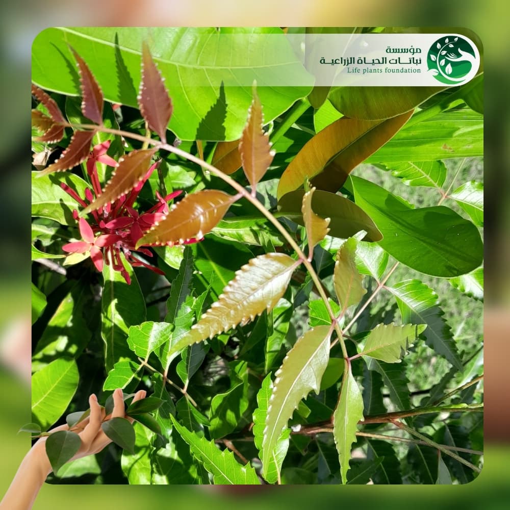 شجر نيم شائع 3